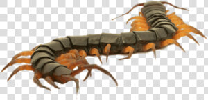 Close Up Of A Brown Centipede   Centipede Clipart  HD Png Download