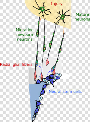 Neuron   Radial Glial Fibers  HD Png Download