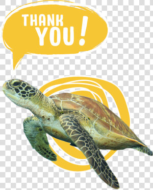 For Voting To Save The Sea Turtles   Transparent Save The Turtles Png  Png Download