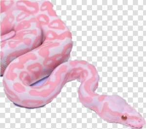  snake  vaporwave  aesthetic  aestheticvaporwave   Snakes In Pink Colour  HD Png Download