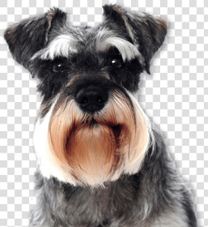 Traslado De Mascotas   Black And White Minature Schnauzer  HD Png Download