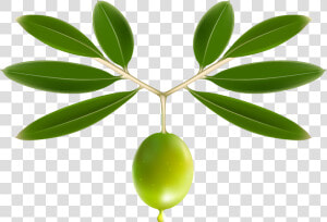 Transparent Olive Tree Png   Olive Png  Png Download