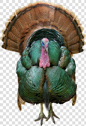 Wild Turkey Png Transparent Image   Tom Turkey Painting  Png Download