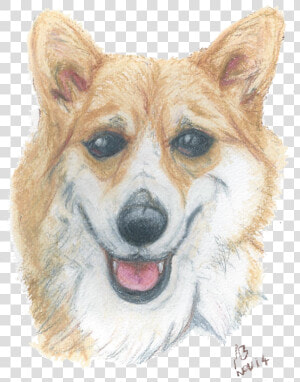 A Watercolour Pencil Drawing Of A Corgi   Pembroke Welsh Corgi  HD Png Download