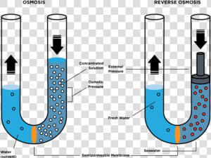 Reverse Osmosis   Osmotic Pressure Osmosis คือ  HD Png Download