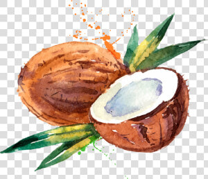 Coconut Water Coconut Milk Watercolor Painting  HD Png Download