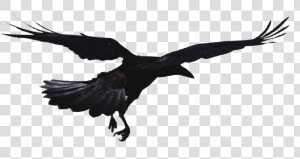 Rook Hooded Crow Bird Common Raven Flight   Flying Crow Png  Transparent Png