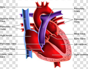 Human Heart Clipart Blood Flow   Human Heart Pictures For Students  HD Png Download