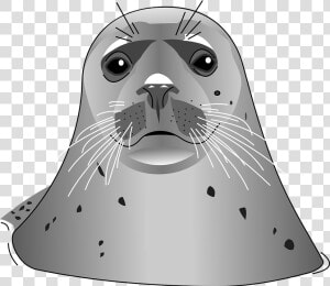 Download Harbor Seal Png Transparent Images Transparent   Harbor Seal Clip Art  Png Download