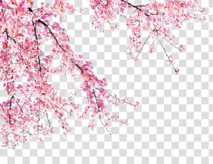 Blooming Peach Tree   Transparent Background Cherry Blossom Png  Png Download