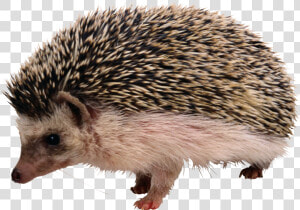 Hedgehog Png   Hedgehog Png Transparent  Png Download