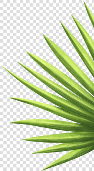 Saw Palmetto  HD Png Download