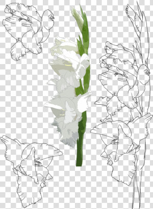 Transparent Gladiolus Png   Cách Vẽ Hoa Lay Ơn  Png Download