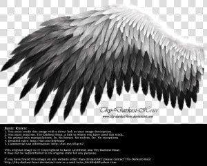 Black To White Wings   Png Download   White And Black Wings  Transparent Png