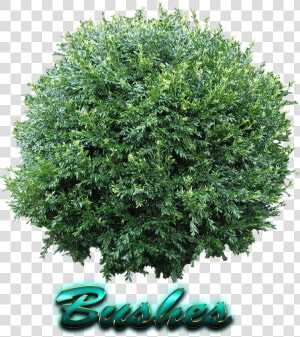 Bushes Free Png Image  Transparent Png