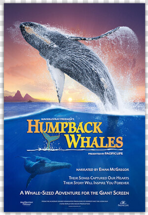 Humpback Whales Poster   Humpback Whales Movie Poster  HD Png Download