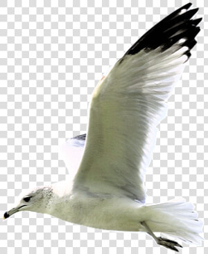 European Herring Gull  HD Png Download