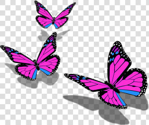 Butterfly Butterflies Mariposa Ftestickers Stickers   Transparent Background Butterfly Png Hd  Png Download