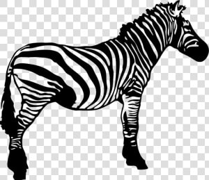 Zebra Clip Art   Zebra Black And White Clipart  HD Png Download