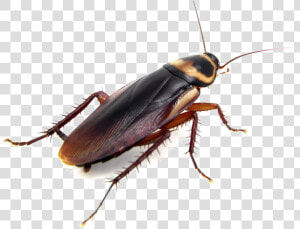 Cockroach Png Clipart Background   Cockroach Png  Transparent Png