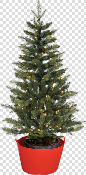 Keep The Roots Moist And Create Humid Air For The Tree   Alive Christmas Tree  HD Png Download