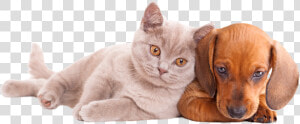 Transparent Perros Y Gatos Png   Dog And Cat  Png Download