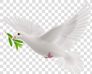 Transparent Flying Pigeon Png   White Flying Pigeon Png  Png Download