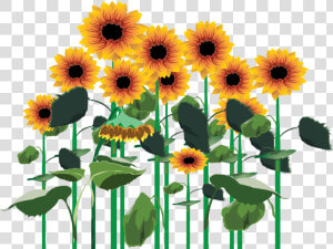 3209172098  Field Of Sunflowers   Transparent Sunflower Field Png  Png Download