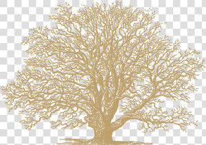 Oak gold   Gold Oak Tree Png  Transparent Png