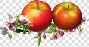 Red Apples  Apple Blossom  Springtime  Garden   Яблоки Png  Transparent Png