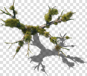 06 Feb   Dundjinni Swamp Tree  HD Png Download