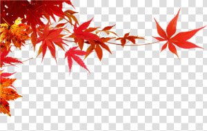 Maple Leaf maple Branch Png Download   Maple Leaf Png Background  Transparent Png