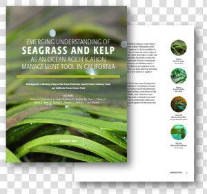 California Seagrass  HD Png Download