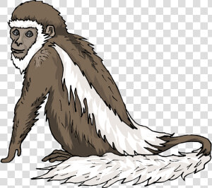 Indian Clipart Monkey   Colobus Monkey Clipart  HD Png Download