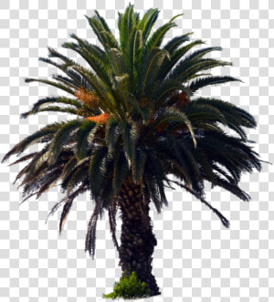 Png Dates Palm Trees   Palm Oil Tree Png  Transparent Png