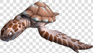 Hawksbill Sea Turtle  HD Png Download