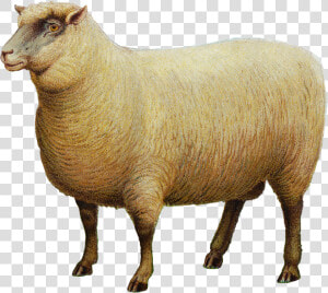 Southdown Sheep Goat Portable Network Graphics Livestock   Domba Png  Transparent Png