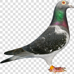 Machiel Buijk Jan Aarden Racing Pigeon  HD Png Download