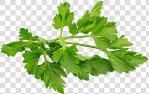 Chervil   Parsley Png  Transparent Png