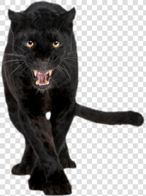 Panther Transparent Png   Black Panther Png Animal  Png Download