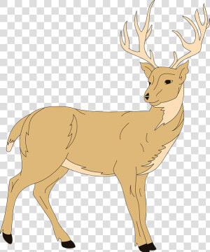 Deer Forest Animal   Clip Art Of Deer  HD Png Download