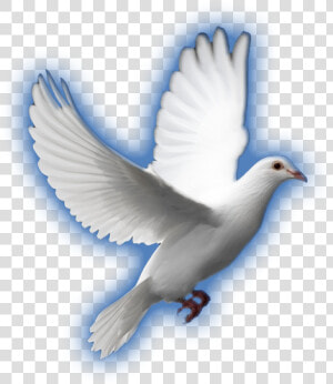 Transparent White Dove   White Dove  HD Png Download