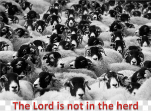 Lord And The Herd   Does Counting Sheep Help You Sleep  HD Png Download