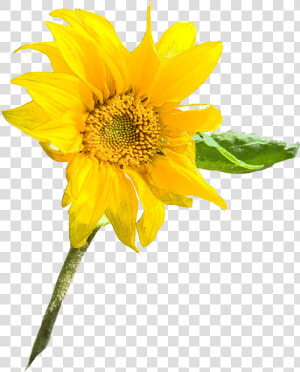 Sunflower Seed Annual Plant Sunflower M Sunflowers   Common Sunflower  HD Png Download