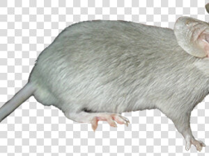 Marsh Rice Rat  HD Png Download