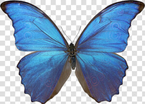 Morpho Butterfly Png   Butterfly Png  Transparent Png