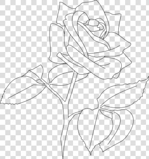 Art symmetry monochrome Photography   Flower Line Art Rose  HD Png Download