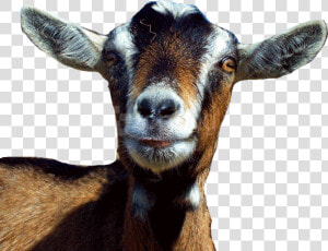 Transparent Goats Png   Goat Head Transparent Background  Png Download