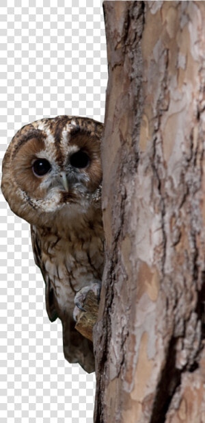 Transparent Owl Flying Png   Western Screech Owl  Png Download