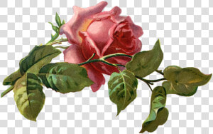 Vintage  Rose  Rose Bloom  Leaves  Old  Sticker   Rosa Vintage Png  Transparent Png